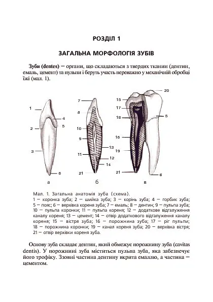 Основи клінічної морфології зубів - Рудольф Самусев - фото 9