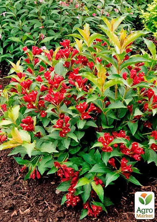 Саджанець Agro-Market Вейгела Eva Rathke (Weigela x hybrida) (177063) - фото 2