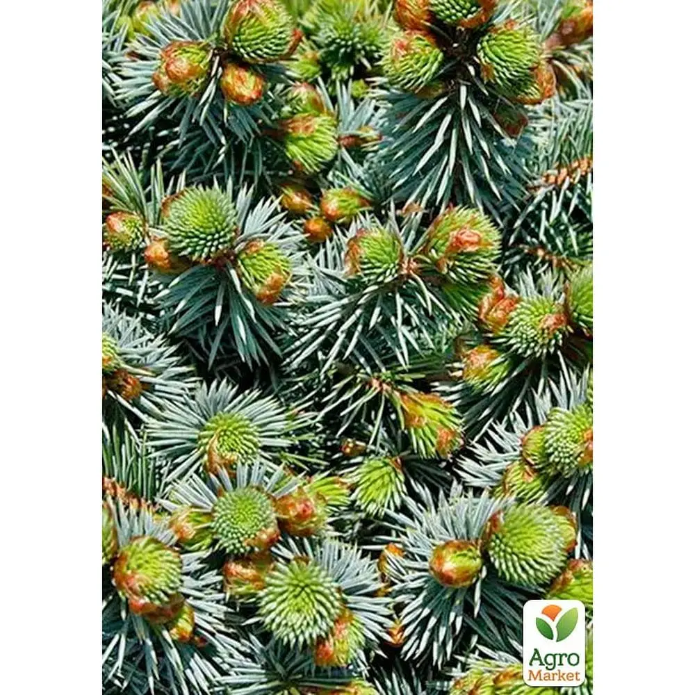 Саджанець Agro-Market Ялина на штамбі сітхінська Midget С5, висота 100-120 см (175129) - фото 5