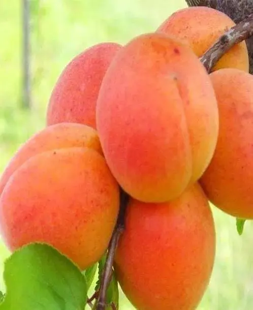 Саженец Agro-Market Абрикос Петропавловский (летний сорт, поздний срок созревания) (39867) 1 шт. в упаковке - фото 4