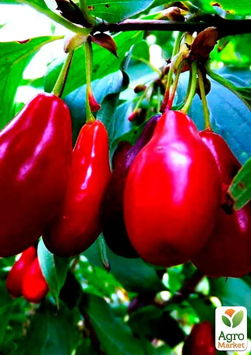 Саженец Agro-Market Кызыл Лукьяновский (средний срок созревания, один из лучших сортов) 1 шт. в упаковке (36052) - фото 2