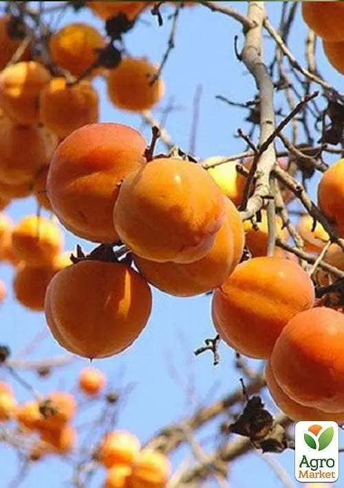 Саджанець Agro-Market Хурма Шарон на віргінській морозостійкій підщепі 1 шт. в упаковці (50085) - фото 7