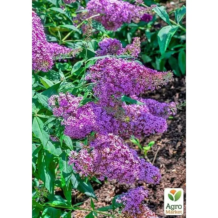 Саженец Agro-Market Строительство Gulliver (180439) 1 шт. в упаковке - фото 3