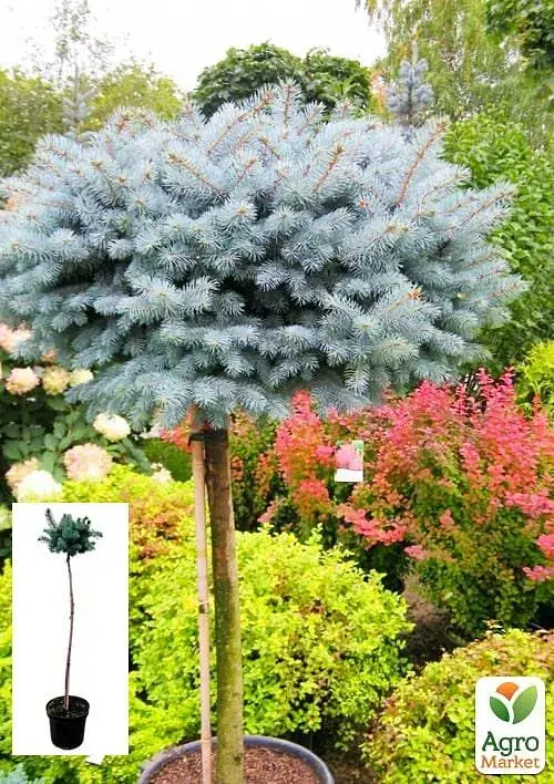 Саженец Agro-Market Ель колючая Глаука Глобоза (Picea pungens Glauca Globosa) S3 высота штамба 70-100 см 1 шт. в упаковке (62800) - фото 2