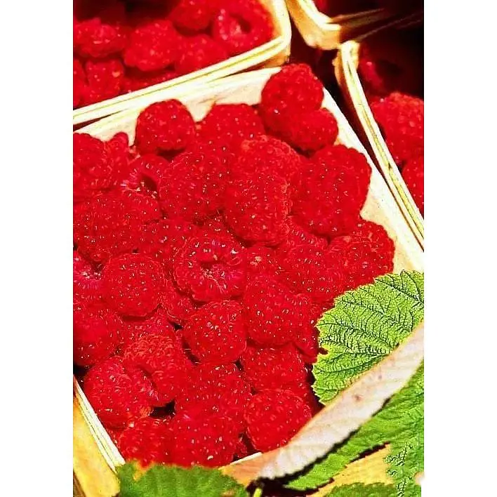 Саджанець Agro-Market Малинове дерево Королівська влада (преміальний сорт) 1 шт. в упаковці (44444) - фото 4