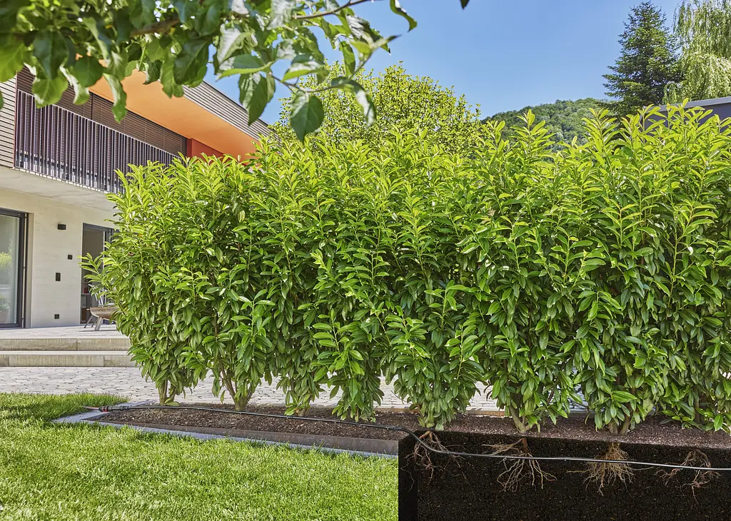 Шланг капельного поливу Gardena Micro-Drip-System для рядного поливу 25 м, 1.6 л/год (13503-20) - фото 3