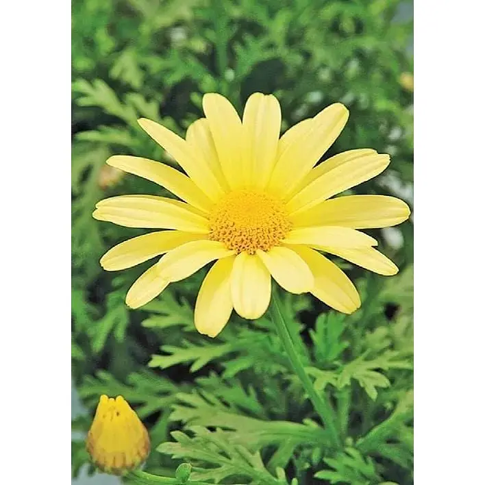 Саженец Agro-Market Аргирантемум La Rita Yellow (контейнер №10 высота 15 см) (177096) 1 шт. в упаковке - фото 3