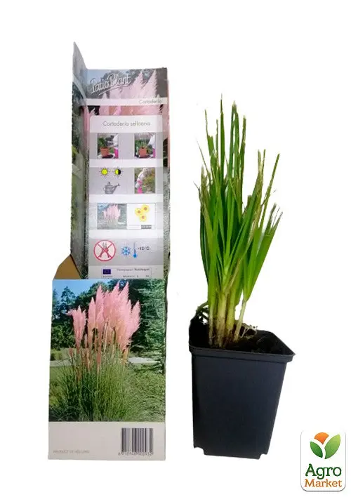 Саджанець Agro-Market Кортадерія Срібляста Rose (пампасна трава) 1 шт. в упаковці (62785) - фото 2