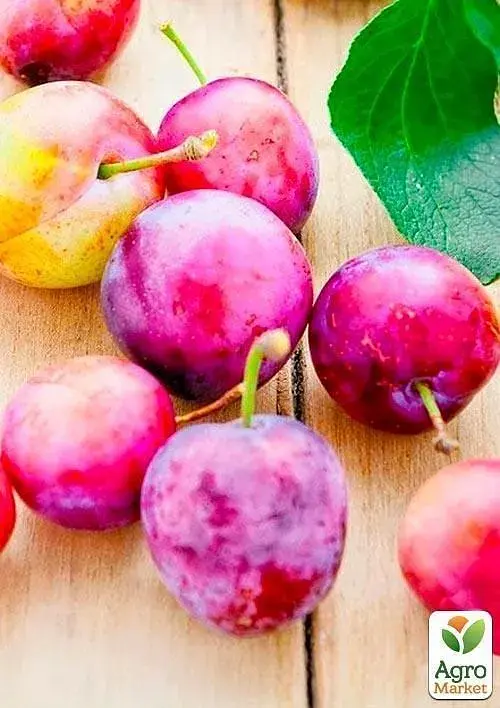 Саженец Agro-Market Слива Голливуд (летний сорт, средний срок созревания) 1 шт. в упаковке (39964) - фото 2
