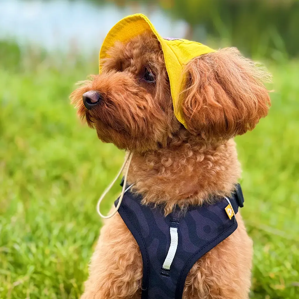 Панама для собак Hat-Dog жовта (S) - фото 5