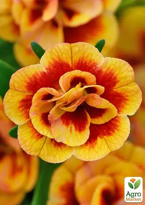 Саджанець Agro-Market Калібрахоа Neo Double Orange Tastic (контейнер №10, висота 10-15 см) 1 шт. в упаковці (177102) - фото 3