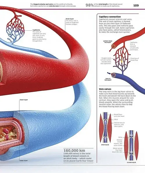 Knowledge Encyclopedia Human Body! - фото 5