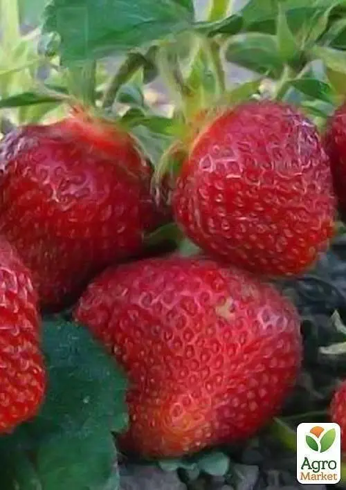 Саженец Agro-Market Клубника Розана Киевская (ранний срок созревания, сорт с повышенной зимостойкостью) 5 шт. в упаковке (25712) - фото 3