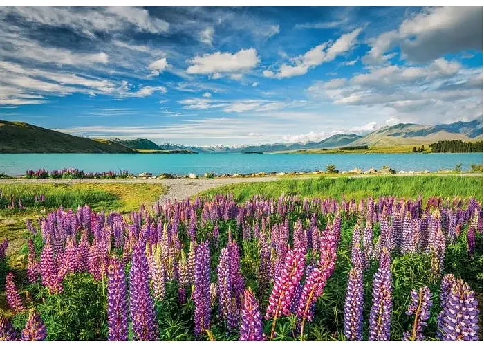 Пазл Clementoni High Quality Collection: Люпини на озері Текапо, Нова Зеландія (High Quality Collection - Lupins At Lake Tekapo Puzzle - 1500 pcs.), 1500 ел. (31731) - фото 2