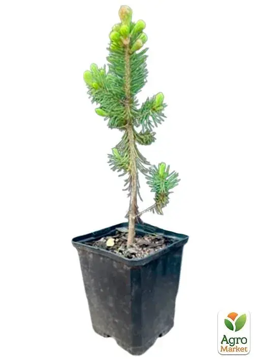 Саженец Agro-Market Ель Санта Фе Glauca Santa Fe вазон С1.5 высота 20-30 см 1 шт. в упаковке (112449) - фото 3