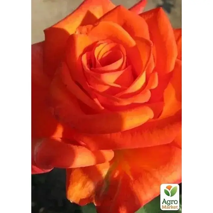 Саджанець Agro-Market Троянда чайно-гібридна Луї де Фюнес 20 см (клас АА +) вищий сорт (17447) 1 шт. - фото 2