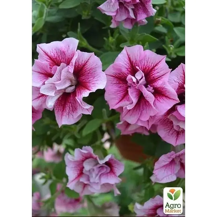Саженец Agro-Market Петуния полуампельная Tumbelina Francesca (контейнер №10 высота 10-15 см) (49136) 1 шт. в упаковке - фото 2