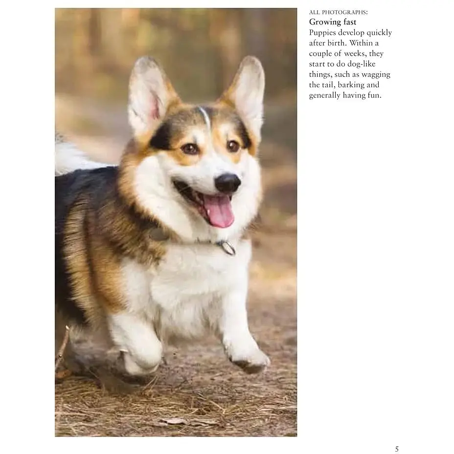 Dogs - Джексон Том - фото 3