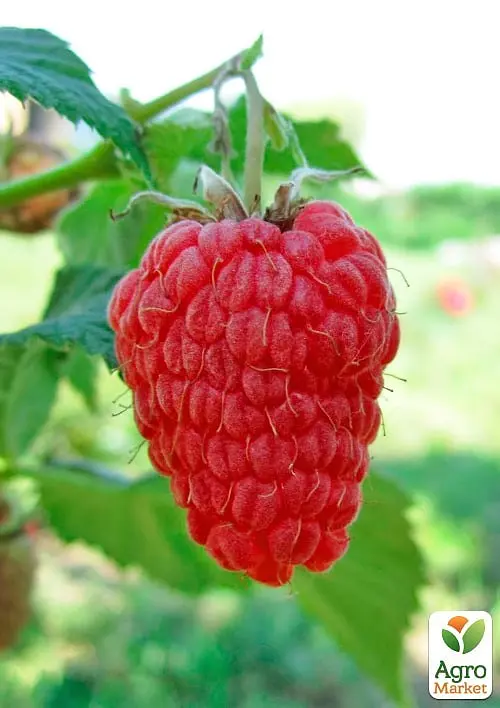 Саджанець Agro-Market Малина Благородна (середній термін дозрівання, високоврожайний та безшипий сорт) 2 шт. в пакуванні (177280) - фото 2