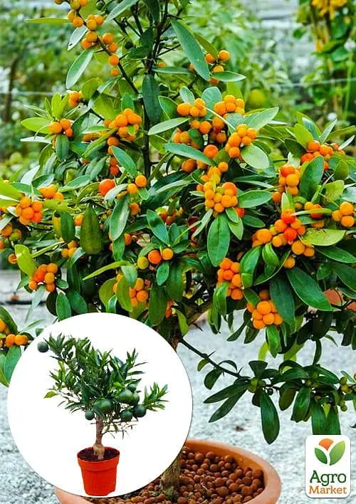Саджанець Agro-Market Кумкват Fortunella на штамбі з плодом 3-х річний 25-35 см 1 шт. в упаковці (62415) - фото 3