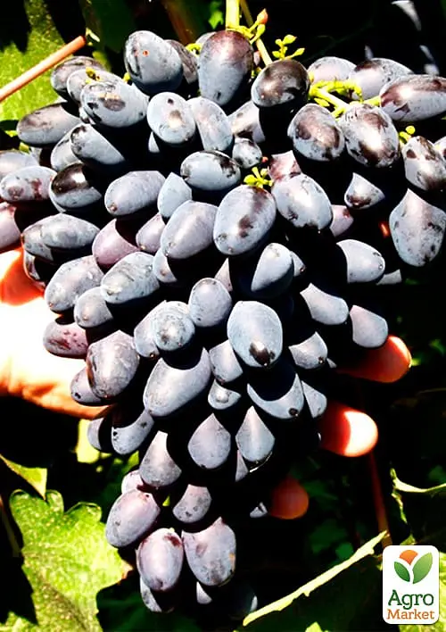 Саджанець Agro-Market Виноград Атос (дуже ранній термін дозрівання) 1 шт. в пакуванні (48715) - фото 2