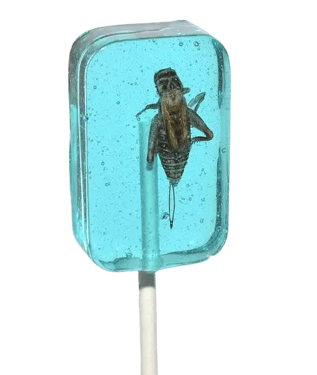 Льодяник із комахою Hotlix Assorted Cricket Sucker 1шт, 28г - фото 5