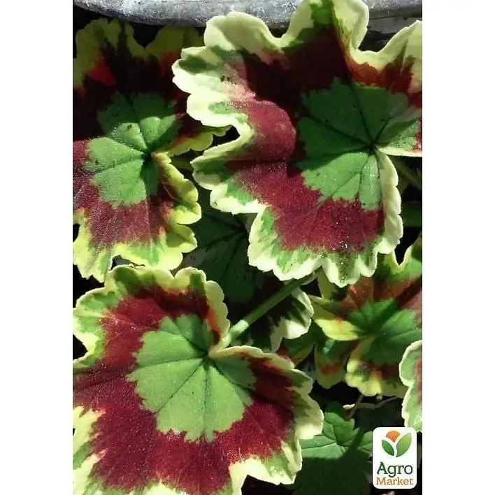 Саджанець Agro-Market Пеларгонія пестролиста Mrs Pollock (контейнер № 10 висота 10-20 см) (49117) 1 шт. в упаковці - фото 3