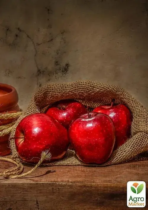 Саджанець Agro-Market Яблуня Ріхард (зимовий сорт, пізній термін дозрівання) 1 шт. в упаковці (20893) - фото 3