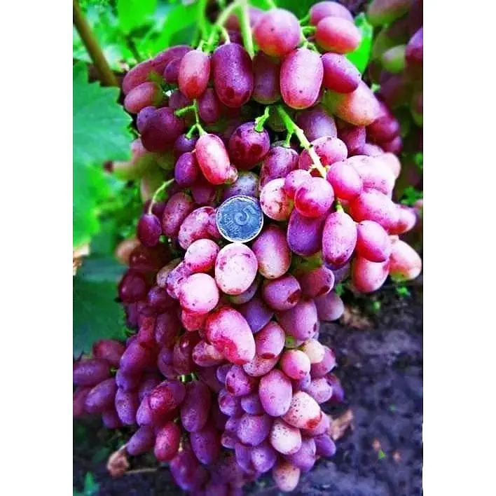 Саджанець Agro-Market Виноград Геліос (ранній термін дозрівання, не пошкоджується осами) 1 шт. в упаковці (25521) - фото 3