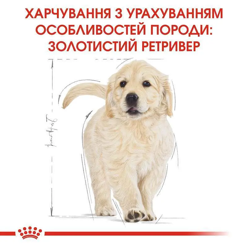 Сухой корм для щенков породы Золотистый Ретривер Royal Canin Golden Retriever Puppy, 3 кг (39790301) - фото 2