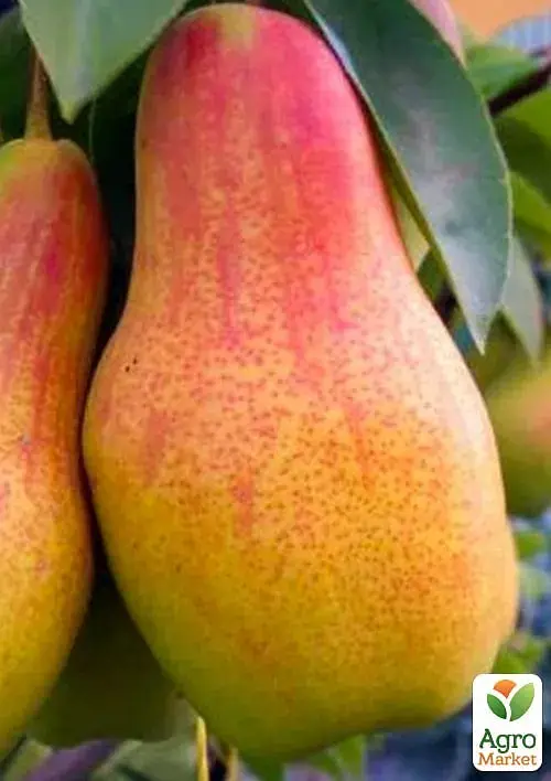 Саженец Agro-Market Груша Талгарская красавица (осенний сорт, средний срок созревания) 1 шт. в упаковке (15813) - фото 2