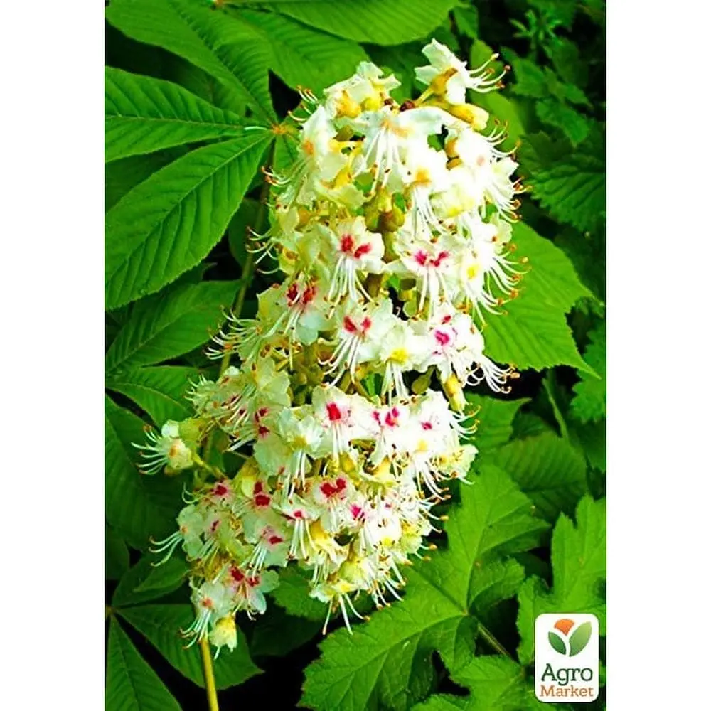 Саженец Agro-Market Каштан конский Aesculus (красиво цветущее дерево) (120914) - фото 5