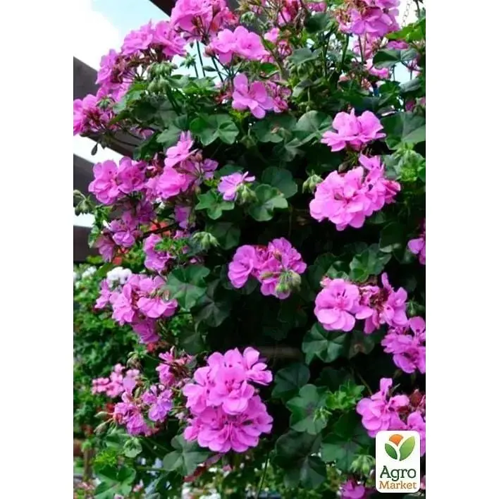 Саженец Agro-Market Пеларгония ампельная Kitty (контейнер №10 высота 10-20 см) (176650) 1 шт. в упаковке - фото 2