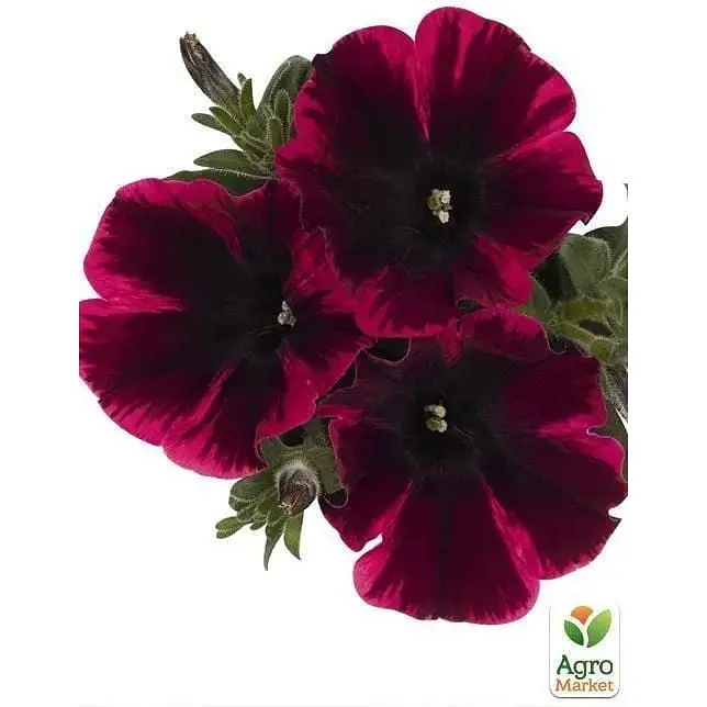 Саженец Agro-Market Петуния ампельная Sweetunia Suzie Storm (контейнер №10 высота 10-15 см) (49145) 1 шт. в упаковке - фото 3