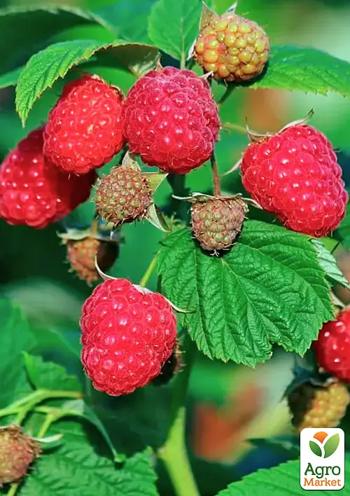 Малина Agro-Market "Poemat" (ремонтантний сорт, десертної польської селекції) 1-річний саджанець (189504) 1 шт в упаковці - фото 2