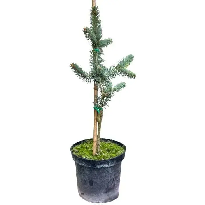 Саженец Agro-Market Ель 3-х летняя Голубая колючая Hoopsii С3 высота 30-40 см 1 шт. в упаковке (166871) - фото 2