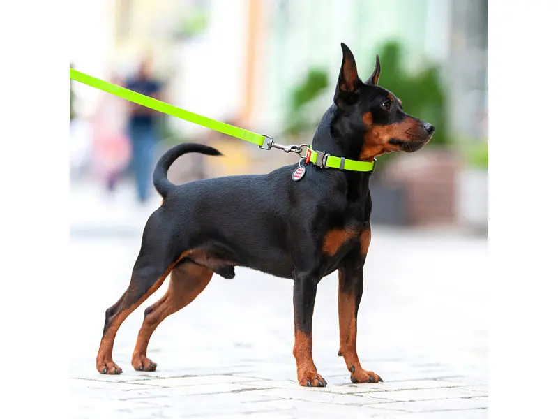 Поводок для собак WAUDOG Waterproof S Ш 15 мм Д 305 см салатовый (27385) - фото 3