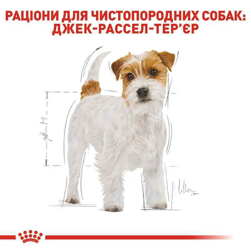 Сухой корм для взрослых собак породы Джек Рассел Терьер Royal Canin Jack Russell Adult, 3 кг (21000309) - фото 2