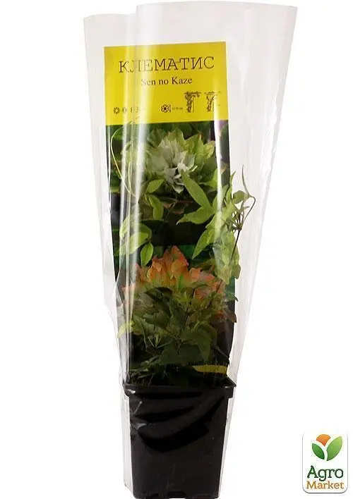 Саджанець Agro-Market Клематис Se-No-Kaze (38144) - фото 3