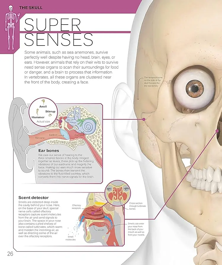 The Skeleton Book. Get to Know Your Bones, Inside Out - - фото 2