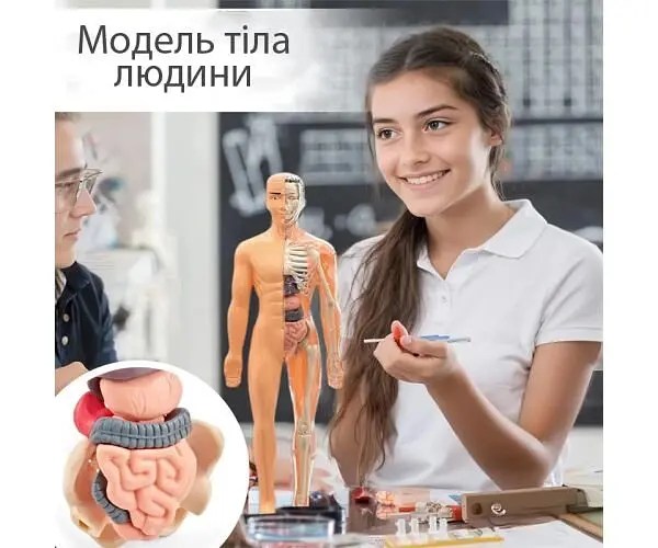Іграшка-манекен для вивчення анатомічної структури людини, пластиковий - фото 3