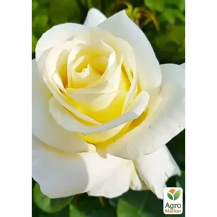 Саджанець Agro-Market Троянда чайно-гібридна Advance (клас АА +) вищий сорт (37146) 1 шт. - фото 2