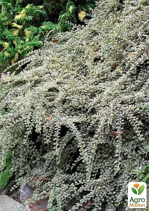 Саженец Agro-Market Кизильник горизонтальный пестролистный Variegatus 1 шт. в упаковке (177563) - фото 3