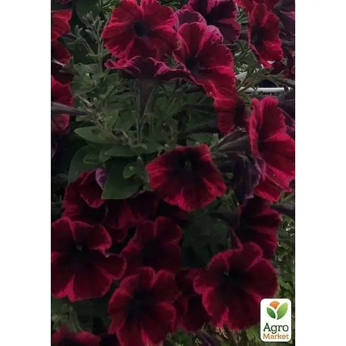 Саженец Agro-Market Петуния ампельная Sweetunia Suzie Storm (контейнер №10 высота 10-15 см) (49145) 1 шт. в упаковке - фото 2