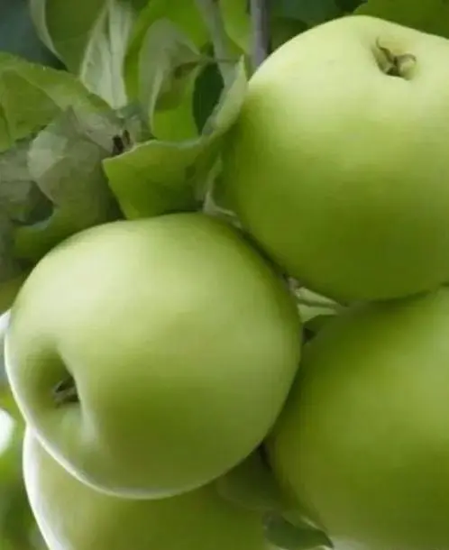 Саджанець Agro-Market Яблуня Мутсу (зимовий сорт, пізній термін дозрівання) (25747) 1 шт. в упаковці - фото 3