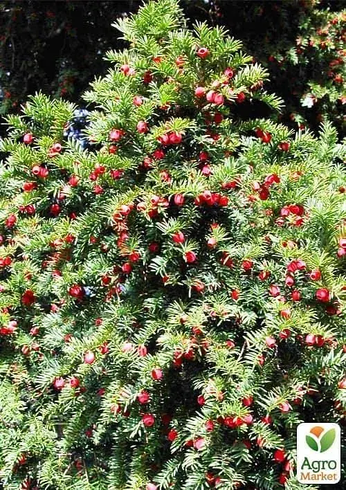 Саджанець Agro-Market Тис ягідний Taxus baccata Summergold 1 шт. в упаковці (50882) - фото 2