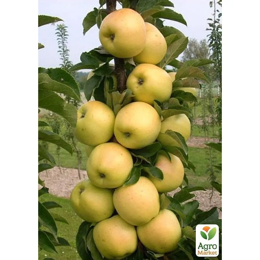 Саженец Agro-Market Яблоня колоновидная Медок укоренена в контейнере (саженец 2 года) (99963) - фото 2