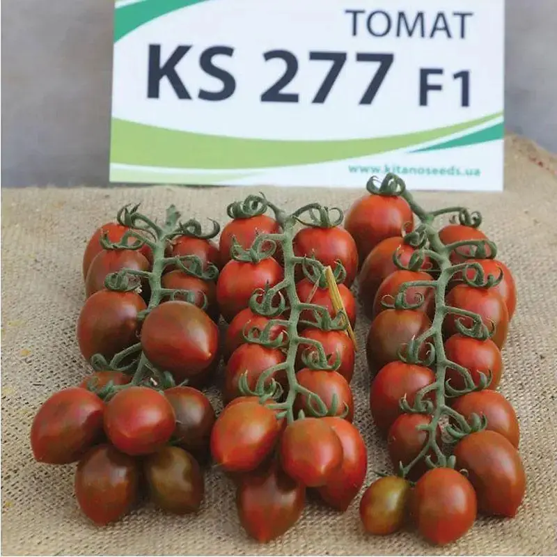 Насіння томату KS277 (тигрова сливка) 8шт (Професійне насіння) - фото 2