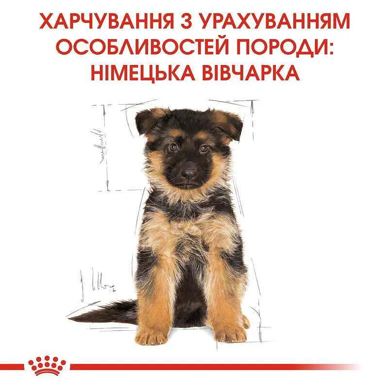 Сухой корм для щенков породы Немецкая овчарка Royal Canin German Shepherd Puppy, 12 кг (25191201) - фото 2
