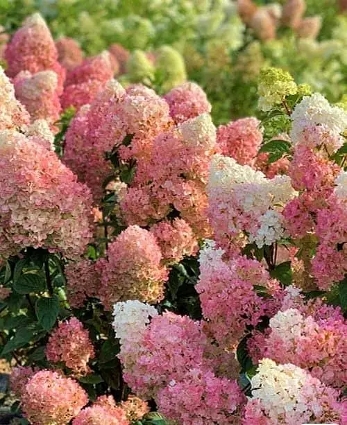 Гортензия Agro-Market Sundae Fraise С3 метельчатая на штамбе высота штамба 50-70 см 1 саженец в упаковке - фото 3